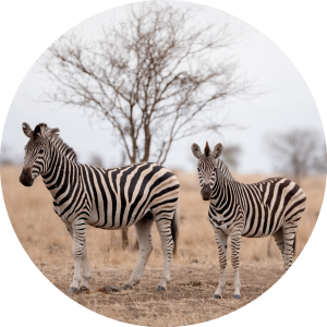 Muurcirkel Zebra's in de natuur